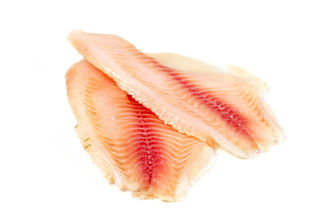 tilapia